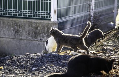 Terk edilmiş kedi, özgür hayvanlar, memeliler, evcil hayvanlar.