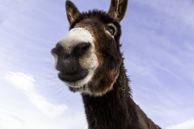 Tarlada yürüyen eşek, hayvanlar ve doğa.