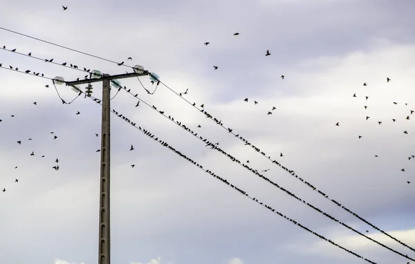 Πουλιά Ηλεκτρικό Πύργο Υψηλής Τάσης Πτηνά Και Ζώα — Φωτογραφία Αρχείου