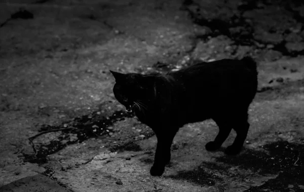 Gato Preto Rua Urbana Animais Domésticos Abandonados Animais Estimação — Fotografia de Stock