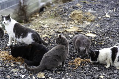 Sokakta yemek yiyen sokak kedileri, terk edilmiş hayvanlar, veba