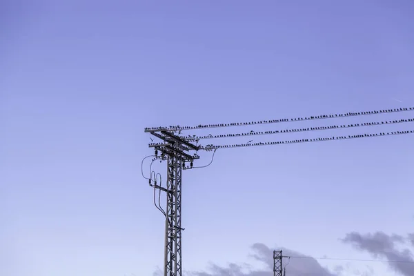 Uccelli Nella Torre Elettrica Alta Tensione Uccelli Animali — Foto Stock