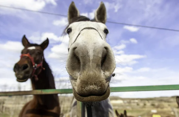 Bílý Kůň Stáji Volně Žijící Savci — Stock fotografie