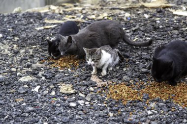 Sokakta yemek yiyen sokak kedileri, terk edilmiş hayvanların detayları.