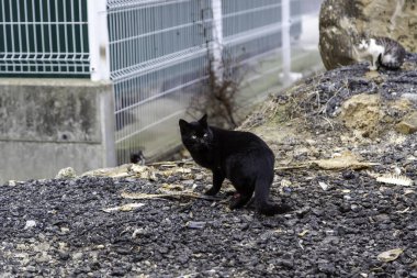 Sokakta yemek yiyen sokak kedileri, terk edilmiş hayvanların detayları.