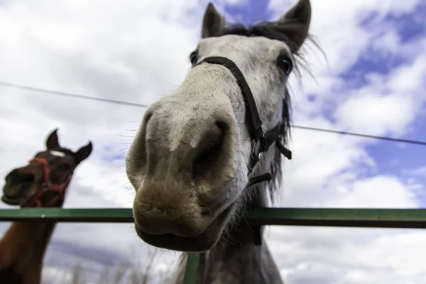 Bílý Kůň Stáji Volně Žijící Savci — Stock fotografie