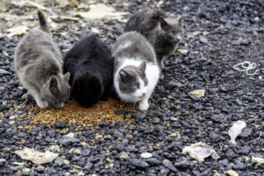 Sokakta yemek yiyen sokak kedileri, terk edilmiş hayvanların detayları.
