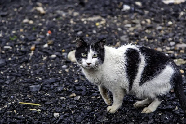 Abandoned Stray Cat Free Animals Mammals Pets — Stock Photo, Image
