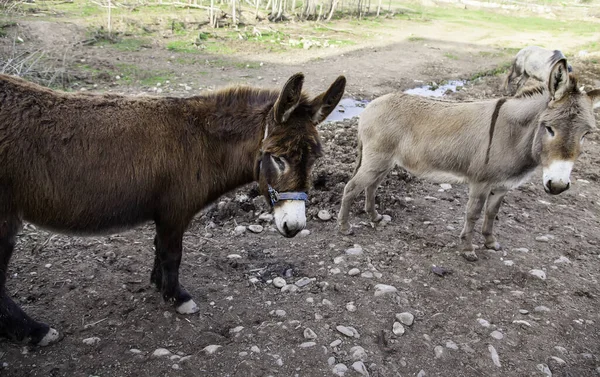 畑の茶色のロバ 自由農場の動物 — ストック写真