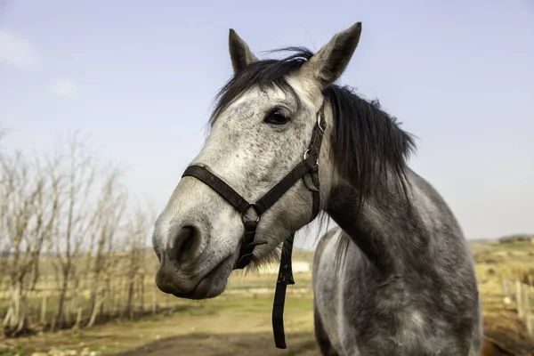 Vit Häst Hos Stabila Vilda Däggdjur — Stockfoto