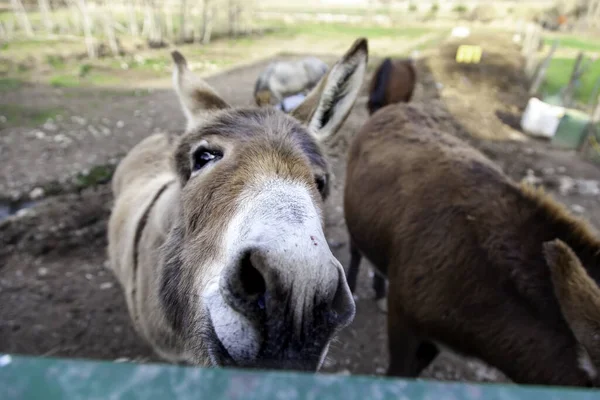 田里的棕色驴 自由农场动物 — 图库照片