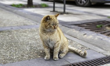 Terk edilmiş kedi, özgür hayvanlar, memeliler, evcil hayvanlar.