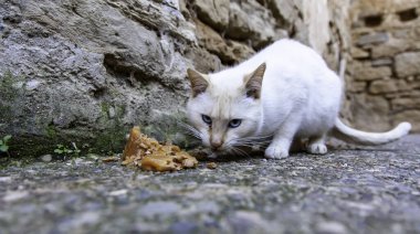 Sokakta yemek yiyen sokak kedileri, terk edilmiş hayvanların detayları.