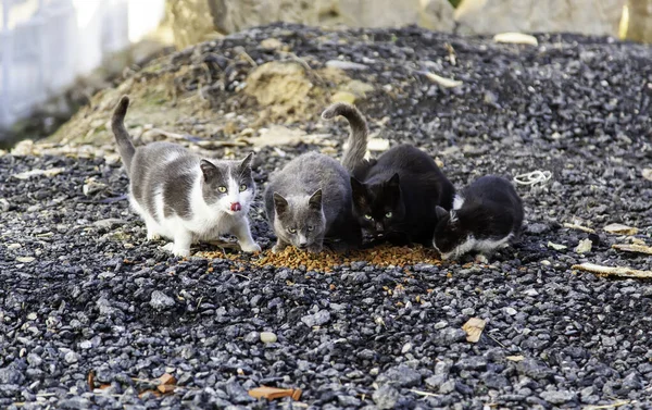 Branco Gatti Randagi Che Mangiano Strada Animali Abbandonati Peste — Foto Stock