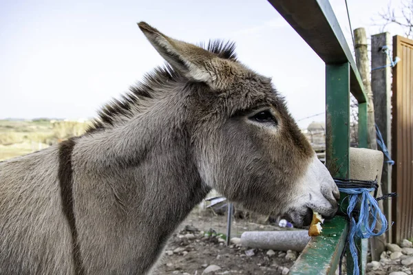 Osioł Brunatny Polu Zwierzęta Gospodarskie Rolnictwo — Zdjęcie stockowe