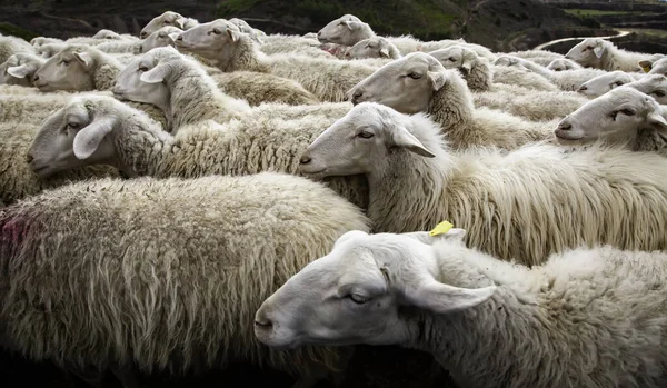 Rebaño Ovejas Campo Animales Granja Libres Ganadero — Foto de Stock