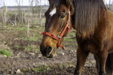 Beyaz at ahırda, vahşi memeli hayvanlar, biniciler