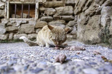 Sokakta yemek yiyen sokak kedileri, terk edilmiş hayvanların detayları.