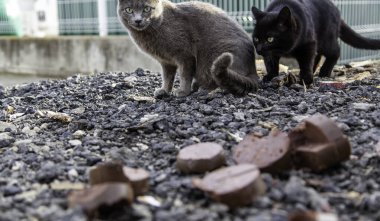 Sokakta yemek yiyen sokak kedileri, terk edilmiş hayvanların detayları.