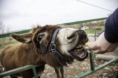 Kahverengi eşek tarlada, özgür çiftlik hayvanları, tarım