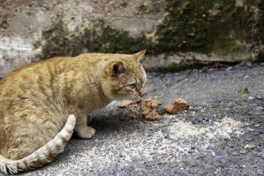 Sokakta yemek yiyen sokak kedileri, terk edilmiş hayvanların detayları.