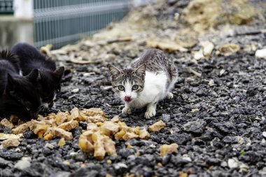 Sokakta yemek yiyen sokak kedileri, terk edilmiş hayvanların detayları.