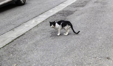 Kedi yaralanmış ve sokağa atılmış, veteriner enfeksiyonu, taciz.