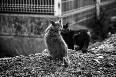 Terk edilmiş sokak kedileri, hayvan istismarı, üzüntü.
