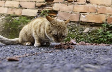 Sokakta yemek yiyen sokak kedileri, terk edilmiş hayvanların detayları.