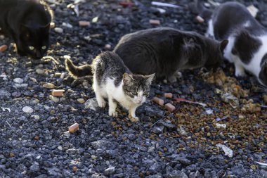 Sokakta yemek yiyen sokak kedileri, terk edilmiş hayvanların detayları.