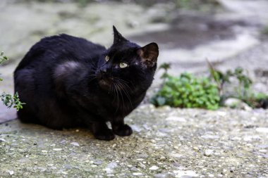 Şehir sokaklarında kara kedi, evcil hayvanlar, evcil hayvanlar.