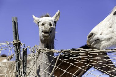 Ahırdaki komik atlar, vahşi memeliler, biniciler.