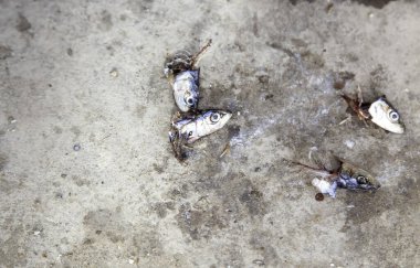 Sokaktaki çiğ ve kötü balık kafaları, hayvan atıkları, balıkçılar.