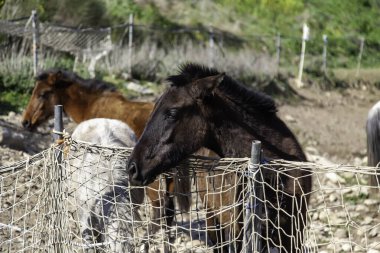 Ahırdaki komik atlar, vahşi memeliler, biniciler.