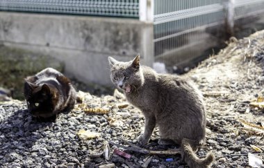 Gri sokak kedisi, evcil hayvanlar ve evcil hayvanlar, memeliler