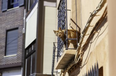 Balkonda oynayan kedi, evcil hayvanlar, evcil hayvanlar.