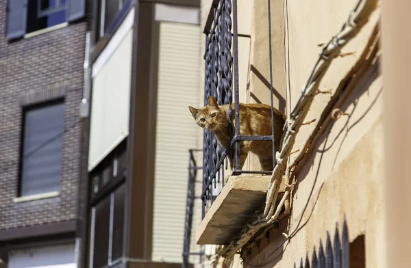 Balkonda oynayan kedi, evcil hayvanlar, evcil hayvanlar.