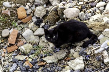 Şehir sokaklarında kara kedi, evcil hayvanlar, evcil hayvanlar.