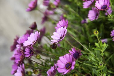 Mor papatyalar çiçekler, botanik bahçesi, doğa ve manzara