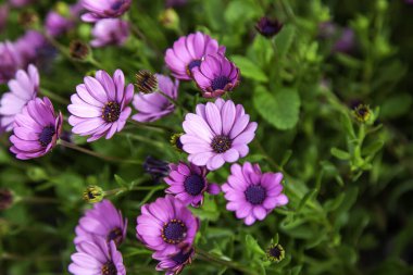 Mor papatyalar çiçekler, botanik bahçesi, doğa ve manzara