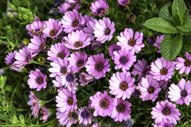 Mor papatyalar çiçekler, botanik bahçesi, doğa ve manzara