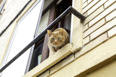 Balkonda oynayan kedi, evcil hayvanlar, evcil hayvanlar.