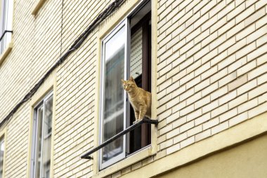 Balkonda oynayan kedi, evcil hayvanlar, evcil hayvanlar.