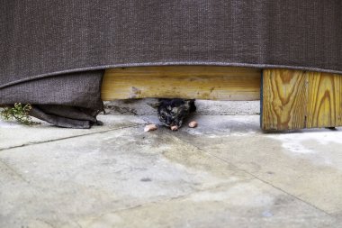 Sokakta yemek yiyen sokak kedileri, terk edilmiş hayvanların detayları.