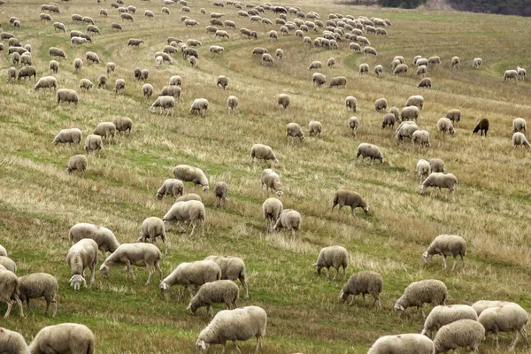 Flock of sheep in field, free farm animals, rancher