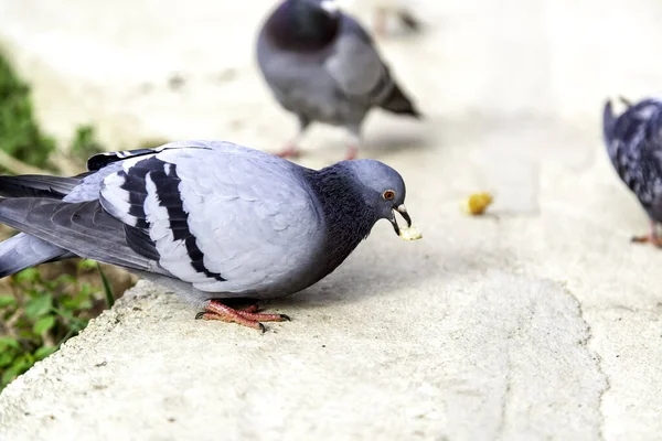 Pigeons on urban street, free animals, birds