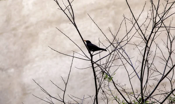 Birds on tree branches, animals in migration, birds resting