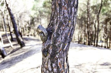 Dağlardaki bir ormandaki ağaç, doğa ve sağlık
