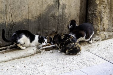 Terk edilmiş sokak kedileri, hayvan istismarı, üzüntü.