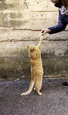 Sokaktaki terk edilmiş hayvanlara bakım ve beslenme detayları.